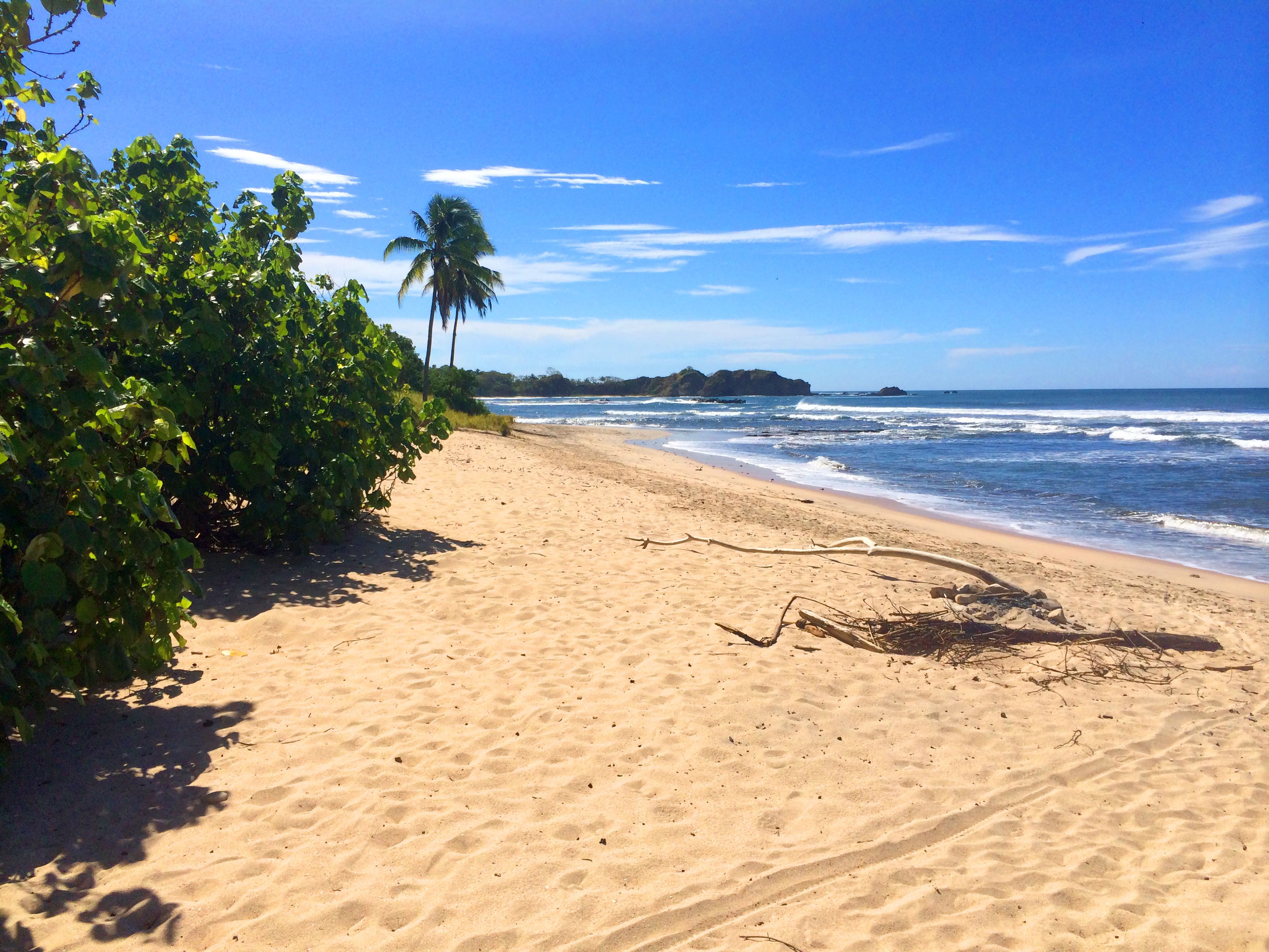 A sandy beach with a palm tree and ocean waves.