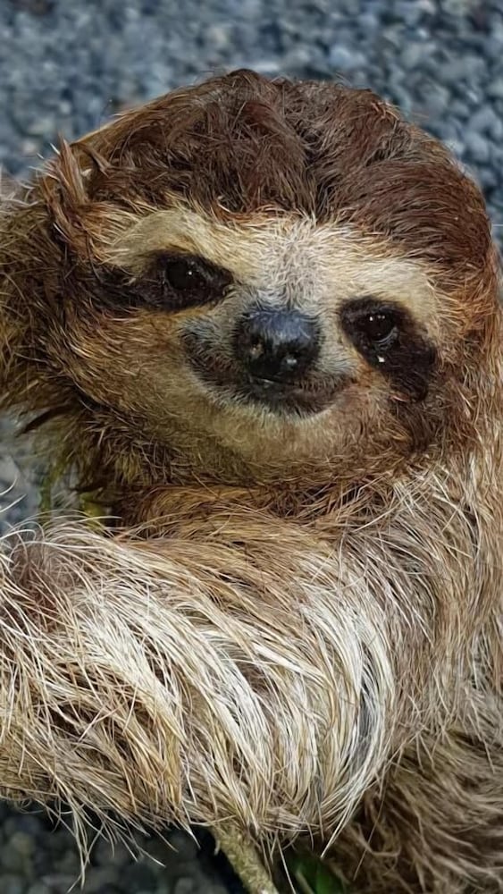 Ciudad Perdida Ecolodge by null