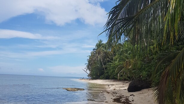 A beach with clear water, sandy shore, and palm trees. - Ciudad Pérdida Ecolodge (Cahuita)