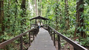 A wooden boardwalk leading to a covered shelter in a dense forest. - Ciudad Pérdida Ecolodge (Cahuita)