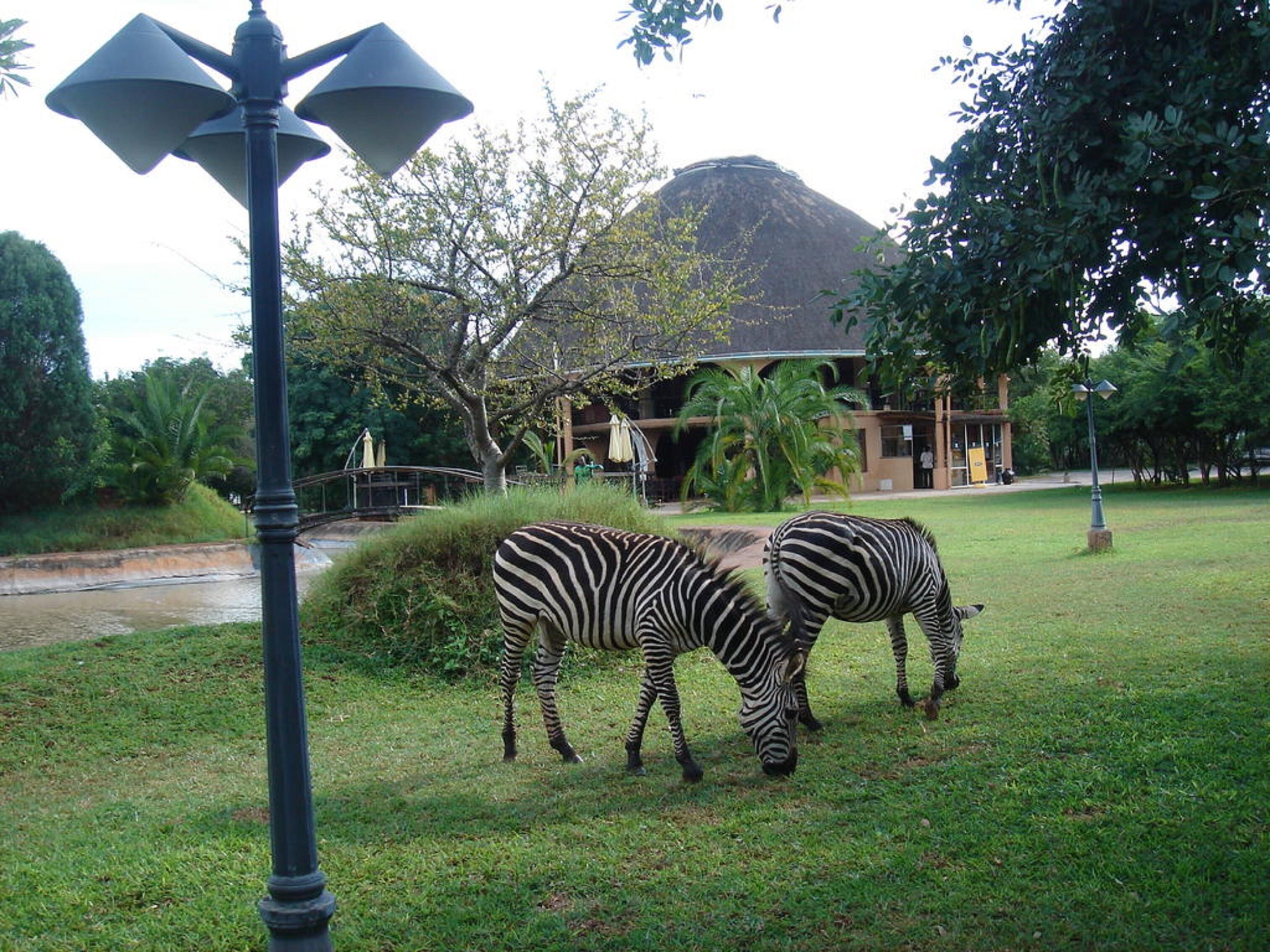 Zebras grazing in a grassy area with a building and trees in the background.