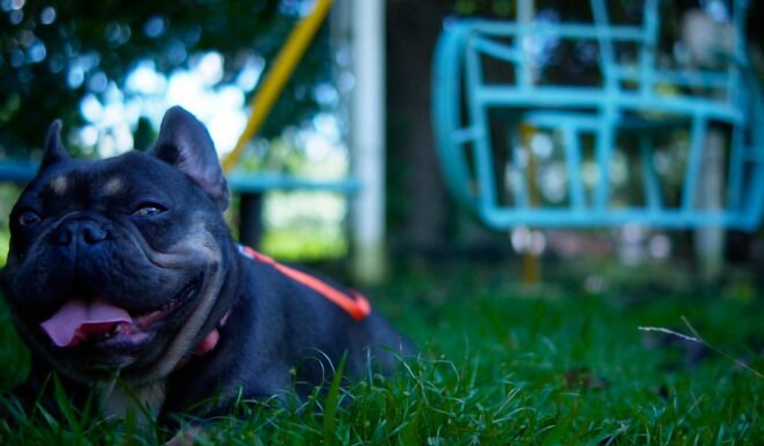 pet-friendly amenities