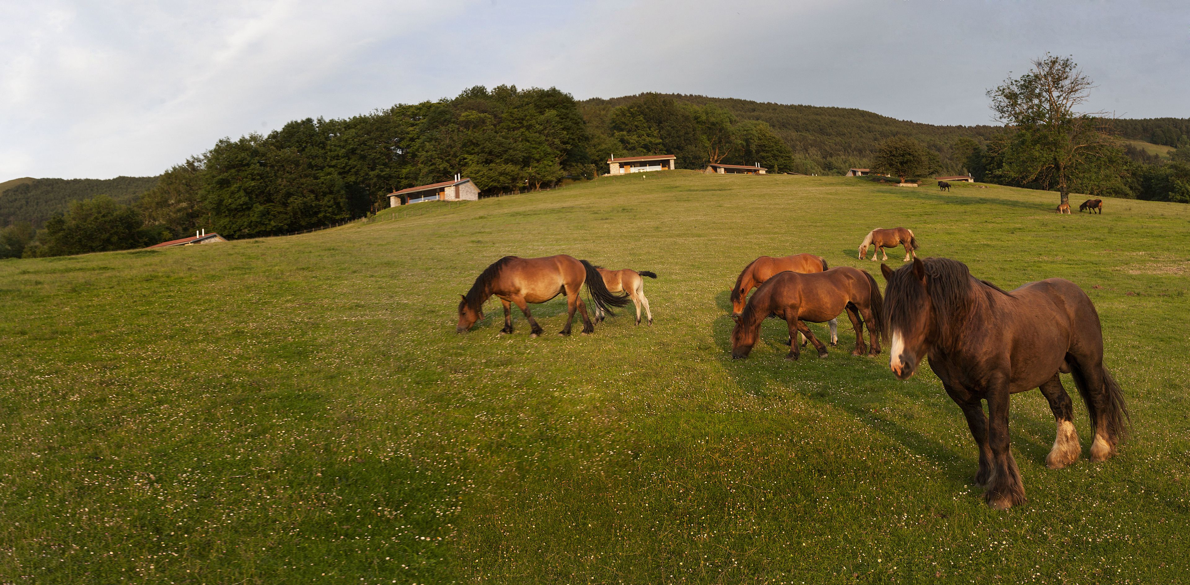 A grassy field with horses grazing and a few buildings in the background.