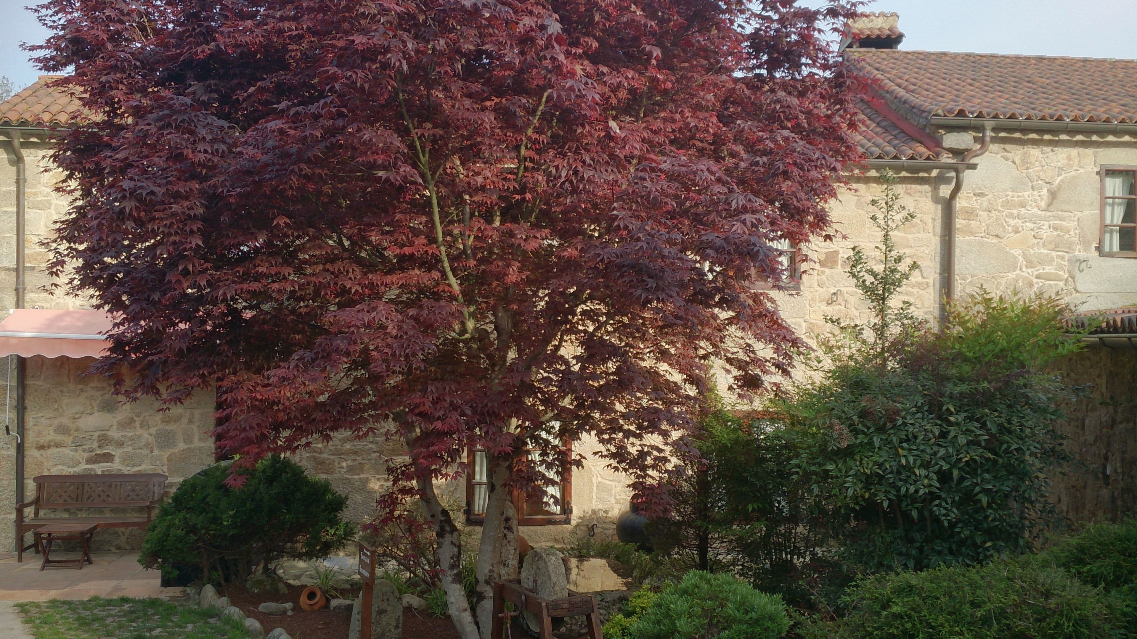 Un bâtiment en pierre avec un toit recouvert de tuiles, un banc et un arbre aux feuilles rouges.