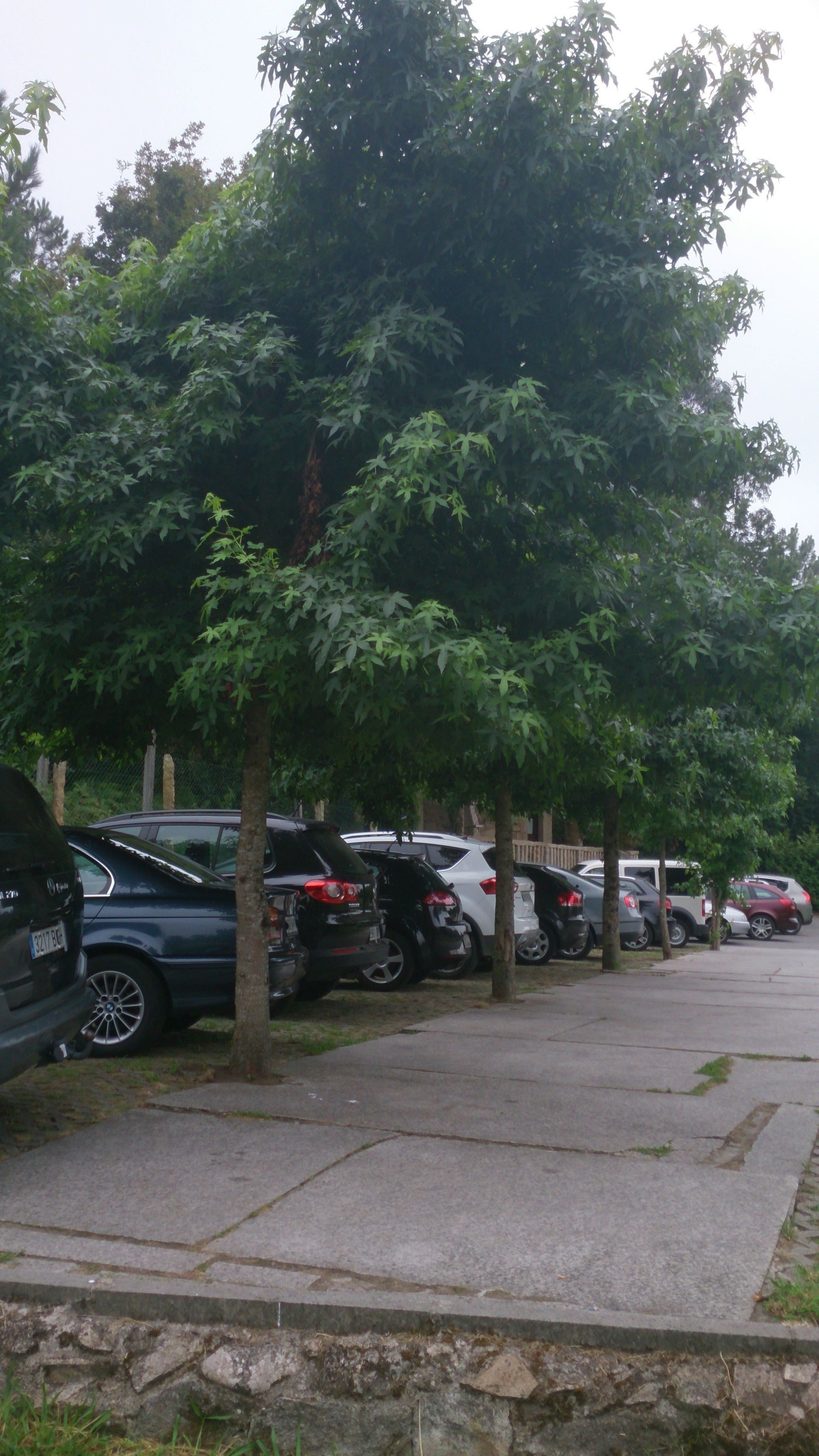 Een parkeerplaats met meerdere auto's en bomen.