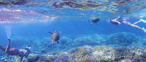 Escena submarina con arrecifes de coral y vida marina, incluyendo una tortuga marina y buzos.