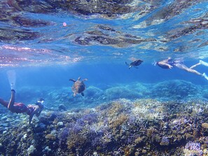 Cena subaquática com recifes de coral e vida marinha, incluindo uma tartaruga-marinha e mergulhadores.