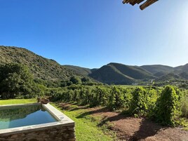 A vineyard with rows of grapevines, a swimming pool, and a mountainous backdrop.