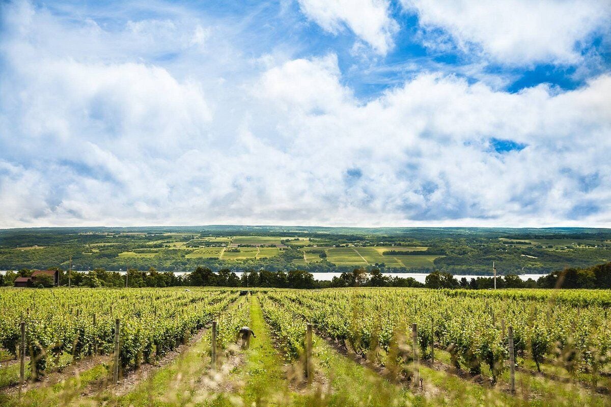 Un vignoble avec des rangées de vignes sous un ciel partiellement nuageux.