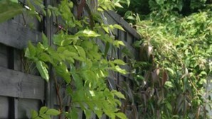 A wooden fence with climbing plants and a small garden area. - Kathome (Bondues)