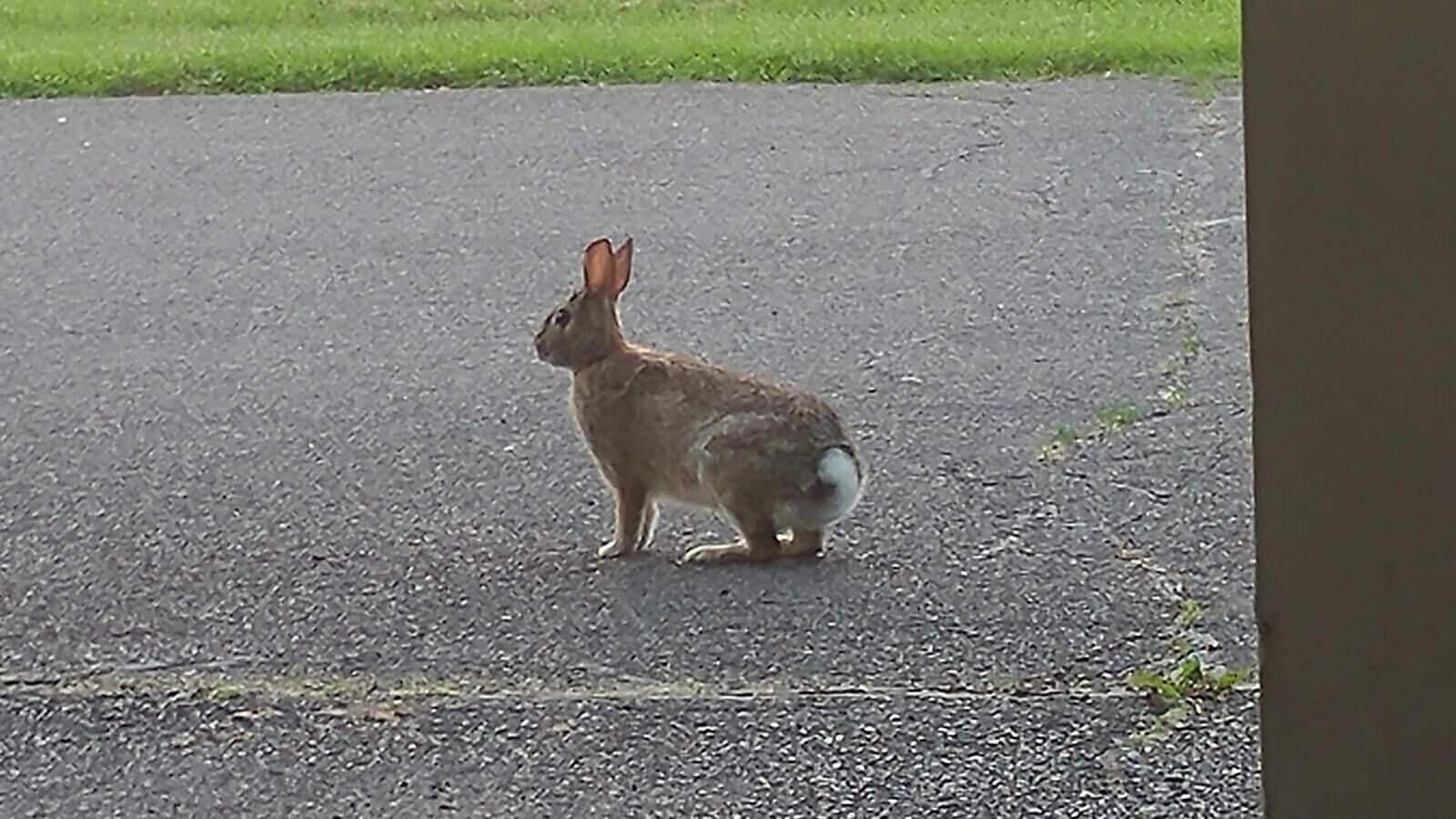 A rabbit standing on a paved surface.