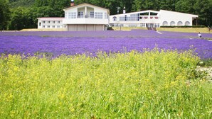 A building with a flat roof and large windows, surrounded by fields of purple and yellow flowers. - Highland Furano (Furano)