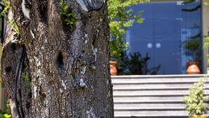 Un tronco de árbol con textura rugosa y varios agujeros, rodeado de plantas y flores verdes.