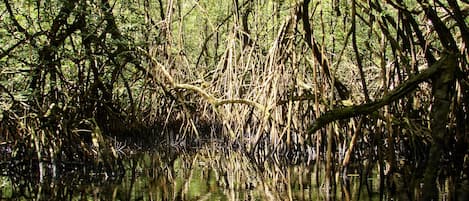 A dense mangrove forest with tangled roots and branches reflecting in the water.