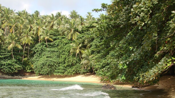 Una playa con aguas turquesas cristalinas, una orilla arenosa y exuberante vegetación tropical, incluyendo palmeras.