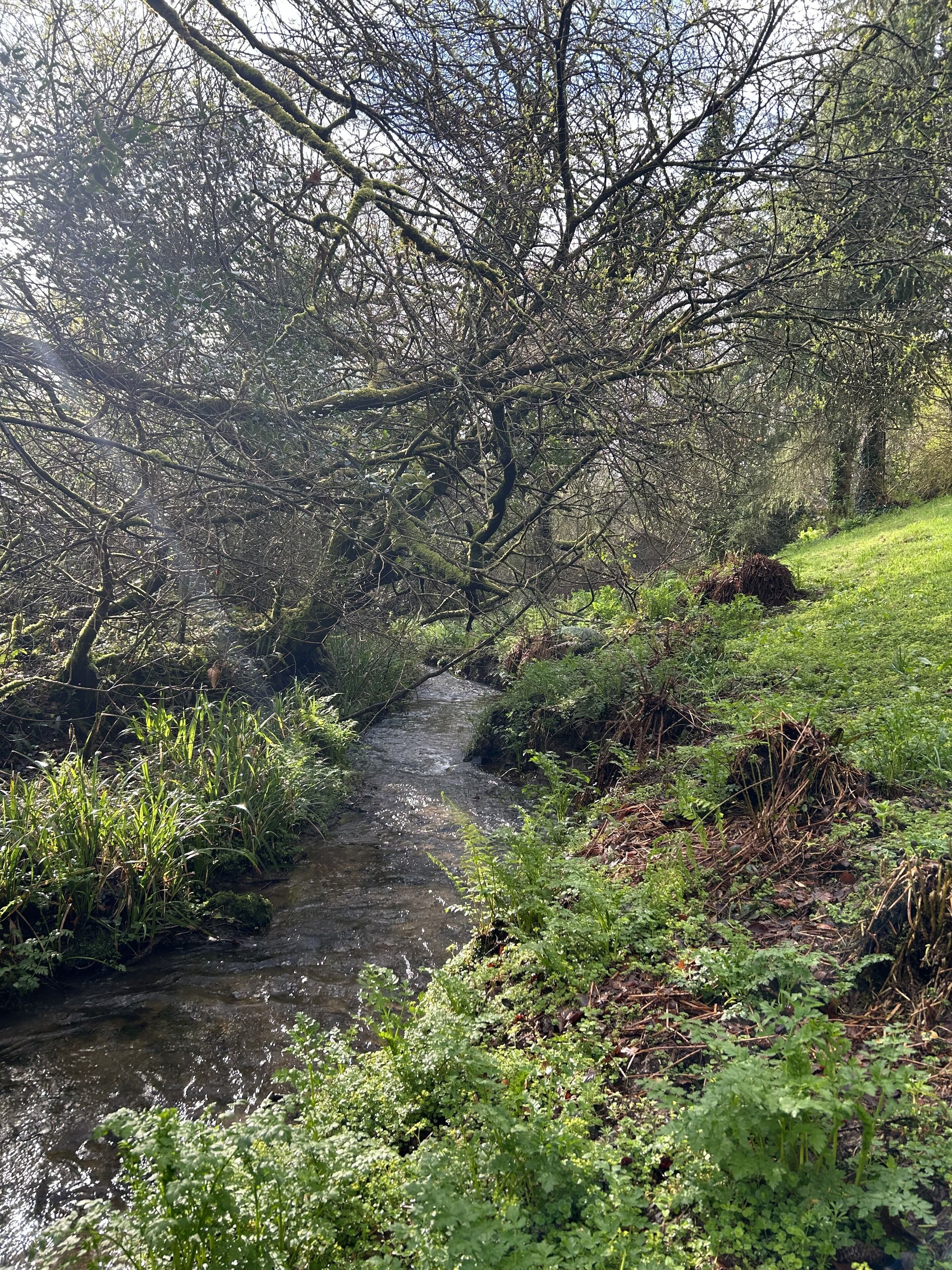 A narrow stream flowing through a densely wooded area with lush greenery and moss-covered trees.