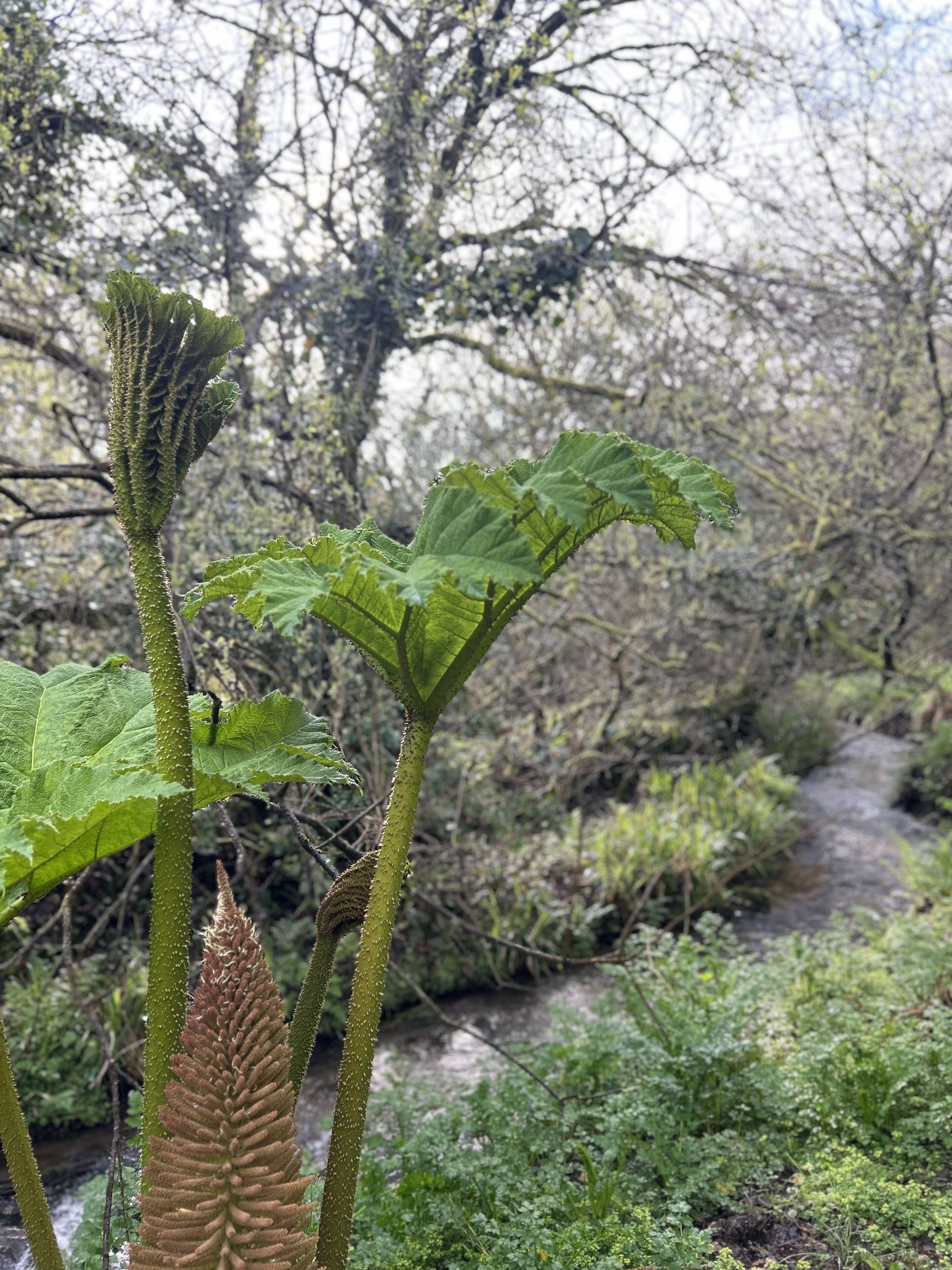 Paisagem natural com um riacho, vegetação densa e uma árvore com uma inflorescência notável.