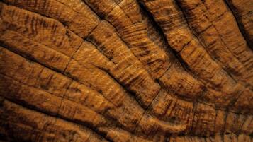 A close-up of a wooden surface with a natural grain pattern.