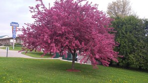 Property grounds - Sudbury Court Motel and RV Park (Marengo)