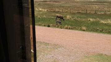 Habitación estándar con 2 camas individuales, vistas parciales al lago | Vistas desde la habitación