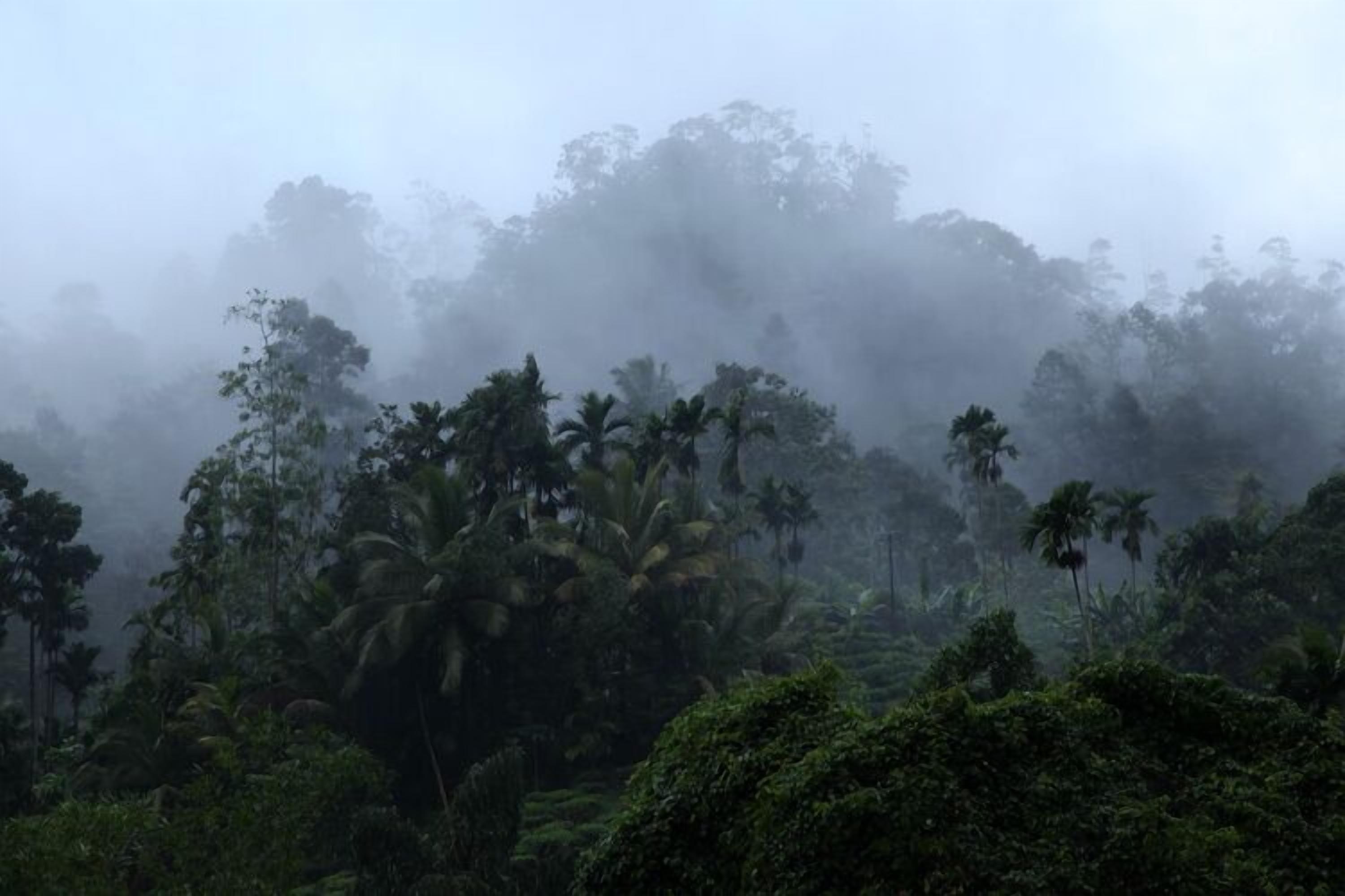 Un bosque tropical denso con diversas especies de árboles, incluyendo palmeras, envuelto en niebla.