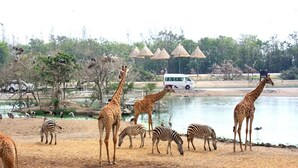 Un parc safari où des girafes et des zèbres paissent près d’une étendue d’eau, avec une camionnette et des parasols en arrière-plan.