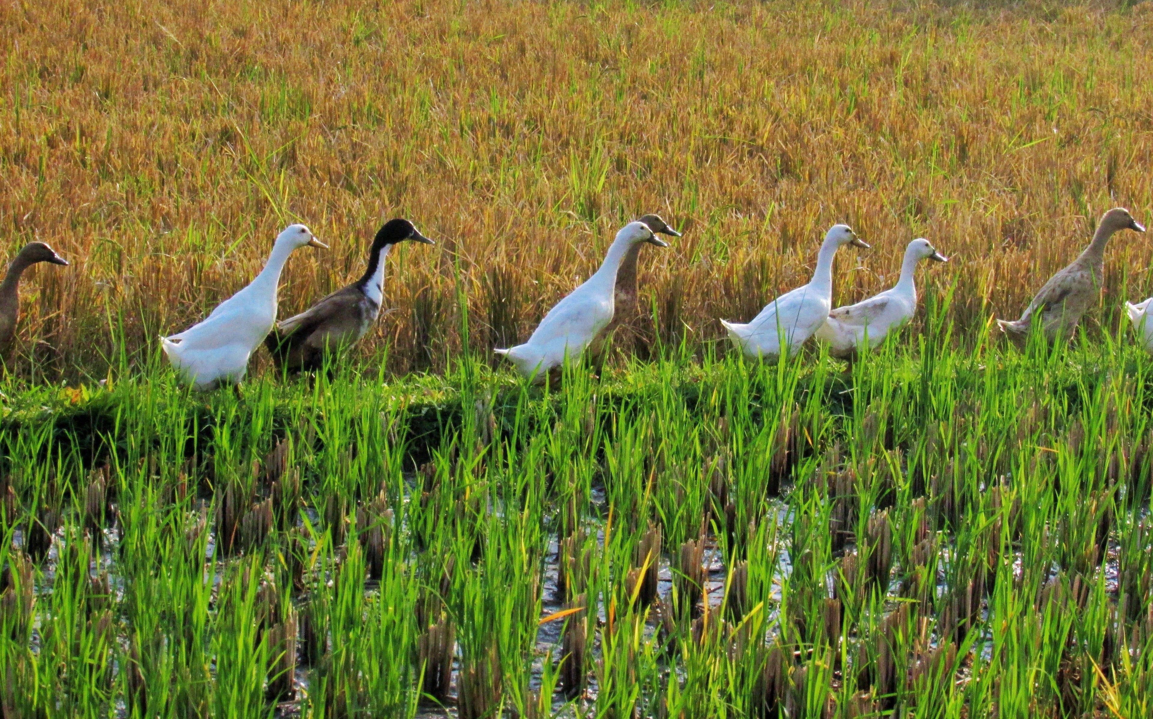 Un grupo de gansos en un campo de hierba.