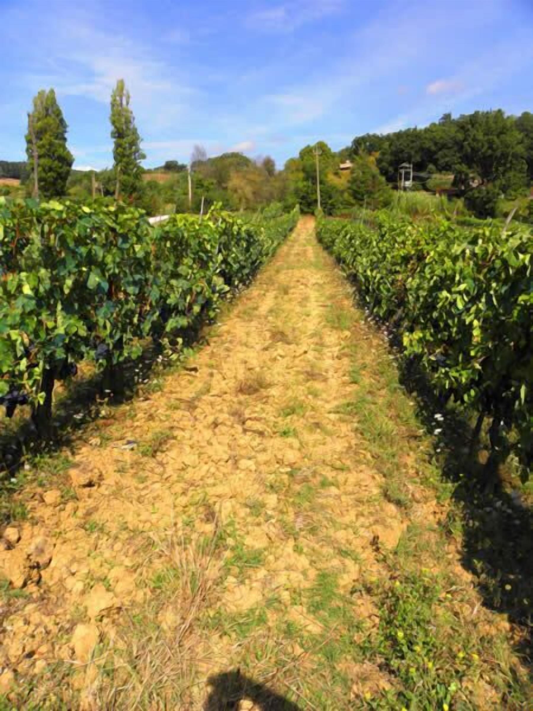 A vineyard with rows of grapevines and a dirt path between them.