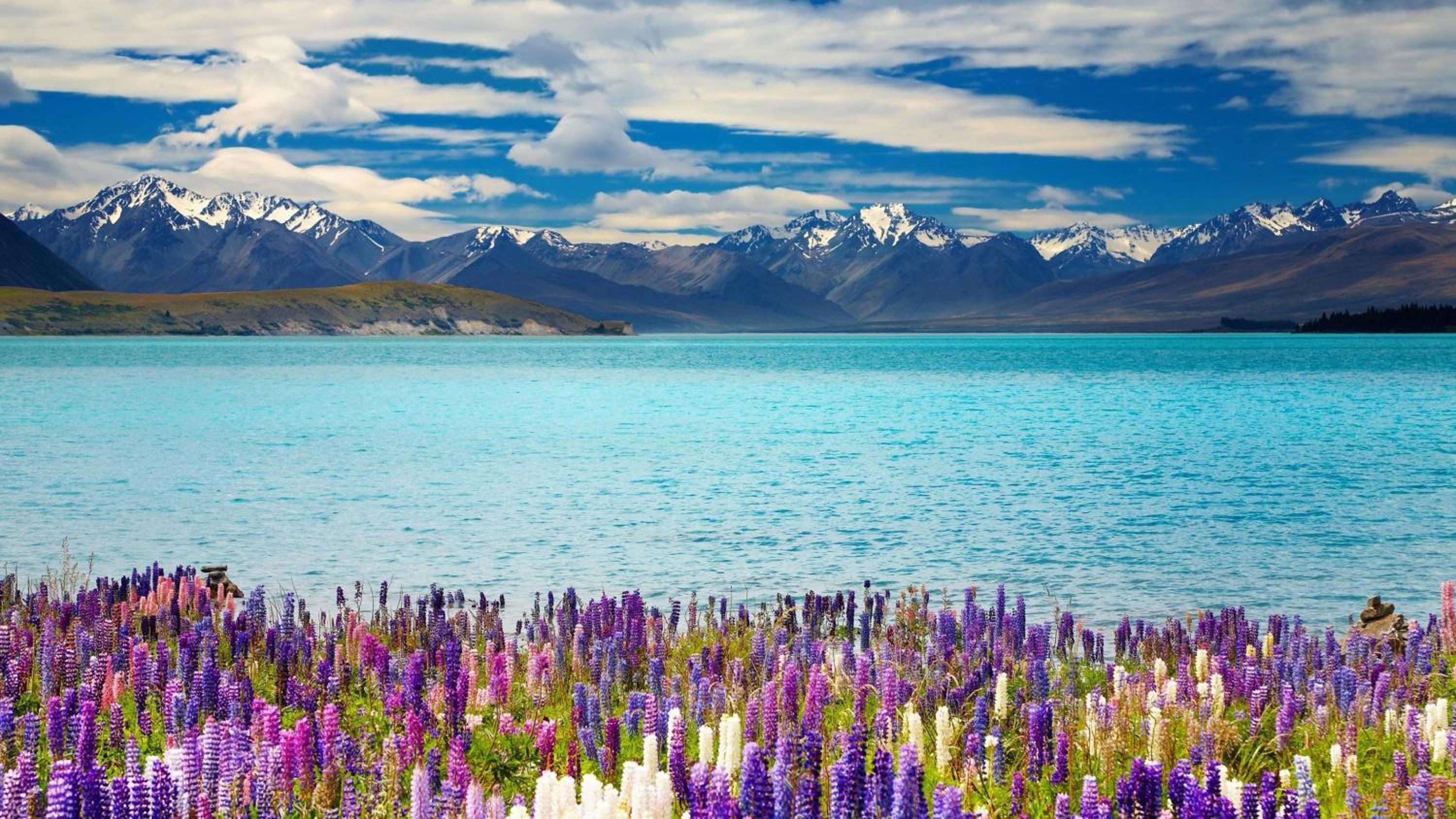 Un lago con montañas al fondo y un campo de flores púrpuras en primer plano.