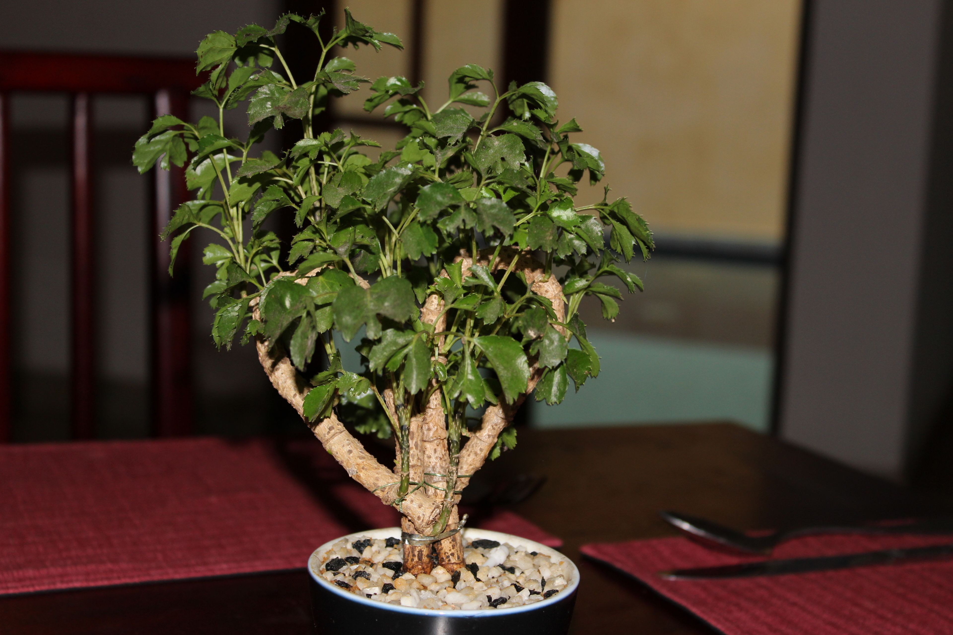 Un bonsai en una maceta negra damunt d'un taulell amb una base vermella.