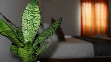 Una planta en maceta con hojas variegadas en una habitación con cama y ventana con cortinas.