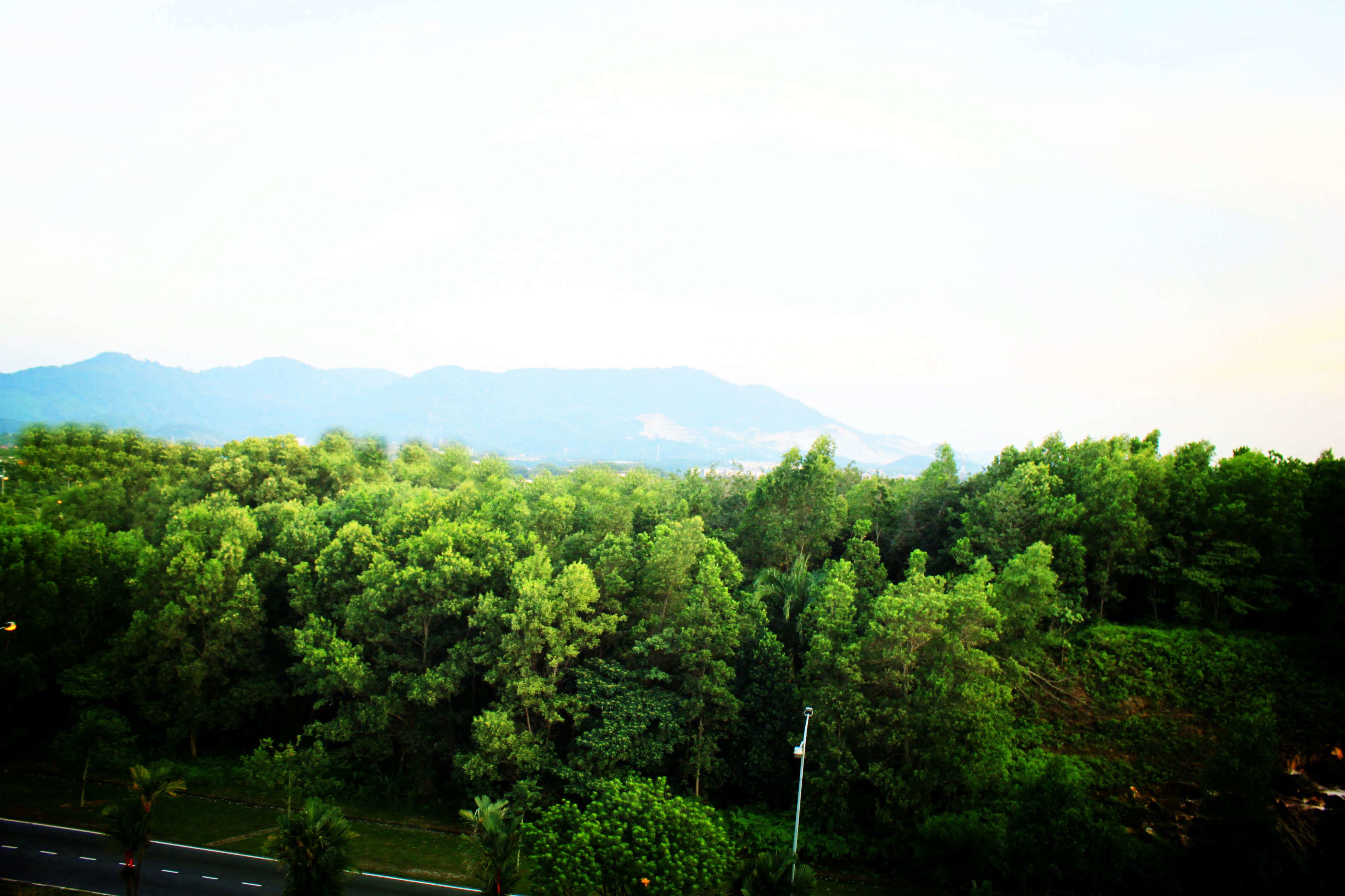 A lush green forest with a road in the foreground and mountains in the background.