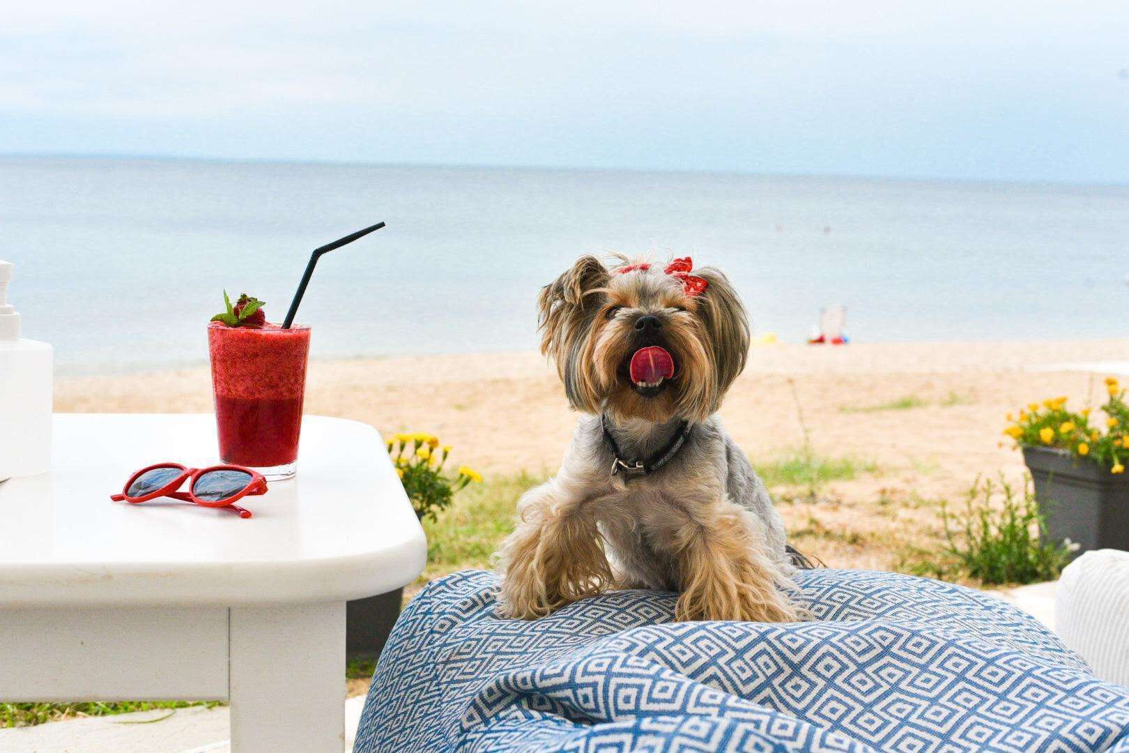 A dog sitting on a patterned cushion with a table beside it, a drink, and sunglasses on the table.