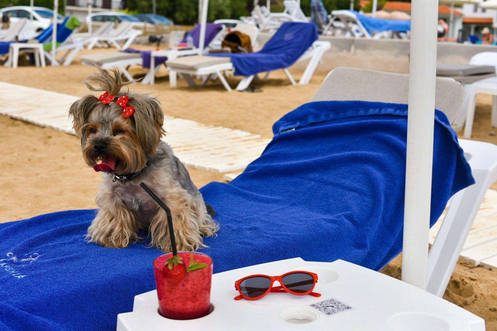 A dog sitting on a blue towel on a beach chair with a drink and sunglasses nearby.