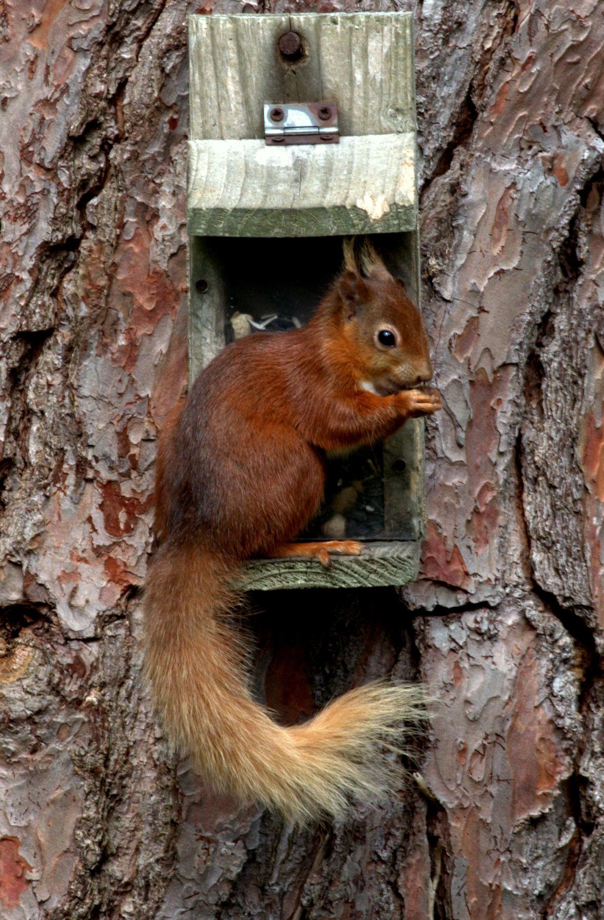 A squirrel in a wooden feeder attached to a tree.