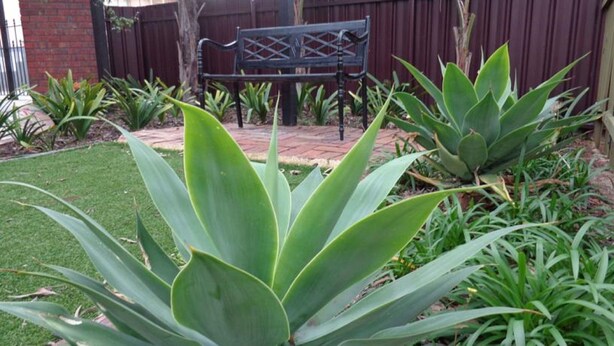 A garden with large green plants, a brick pathway, and a black bench. - Glenelg Gateway Apartments (Glenelg)