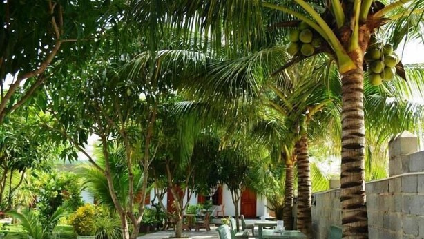 An outdoor seating area with palm trees and chairs, surrounded by greenery and a stone wall. - Diem Lien Guesthouse (Mui Ne)