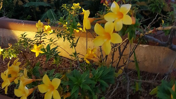 Un jardín con flores amarillas y un edificio de techo con tejas.