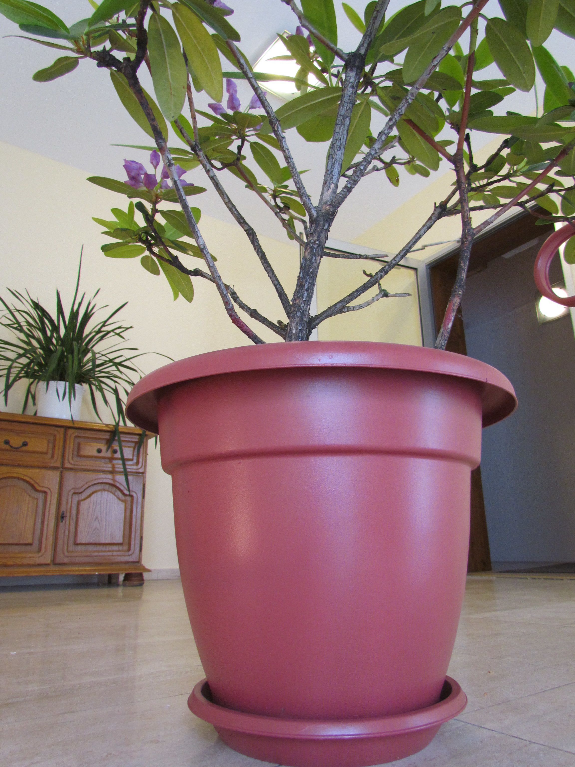 A potted plant with green leaves and purple flowers in a pink pot.
