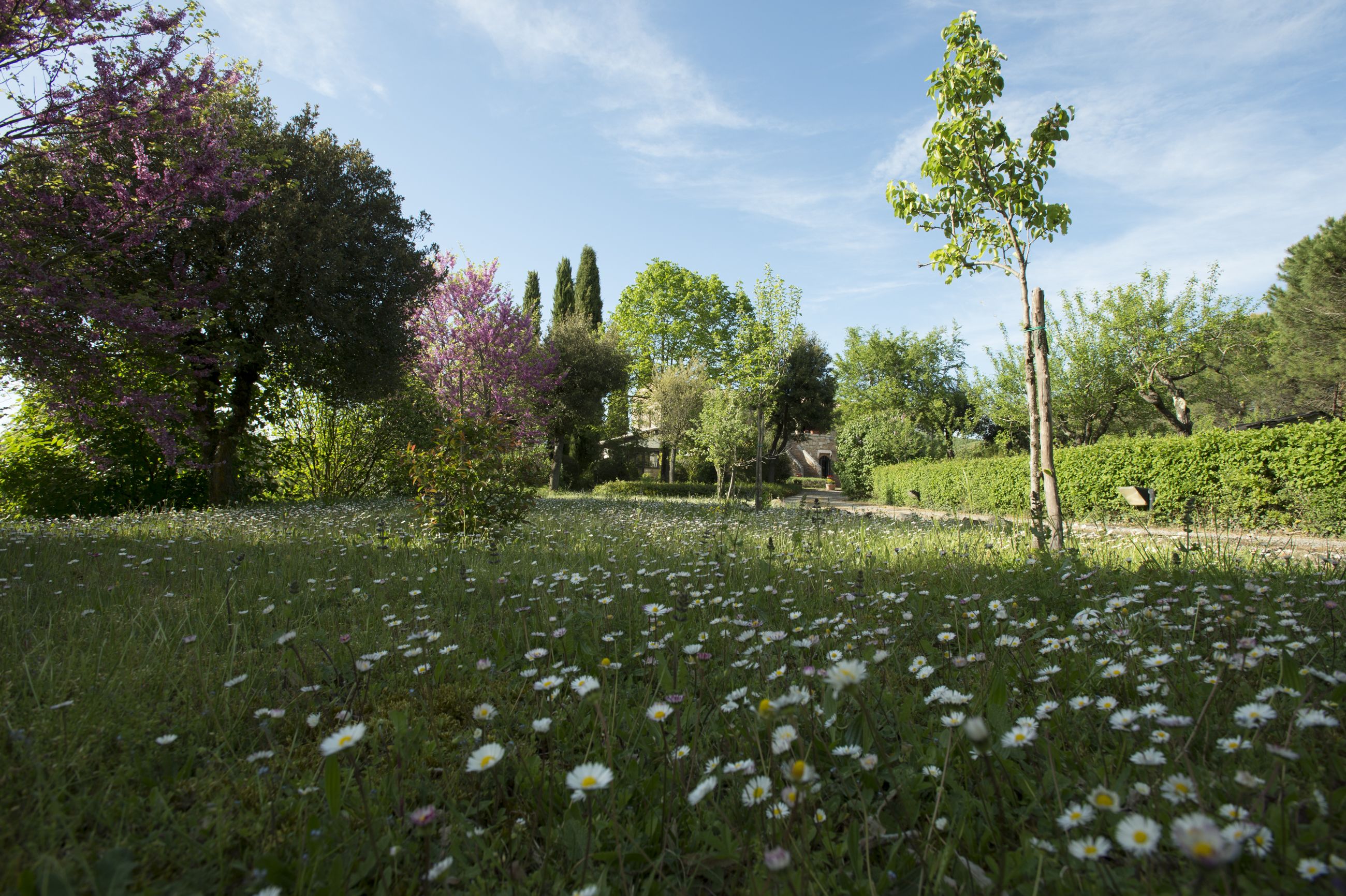 Un jardí amb arbres diversos i un cel serè.