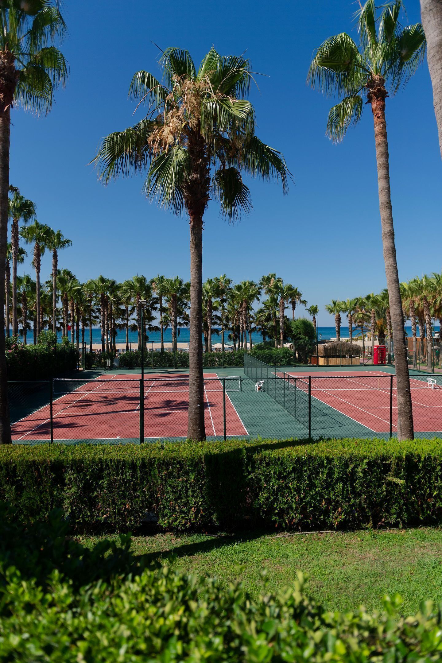 A tennis court surrounded by palm trees and a clear blue sky.