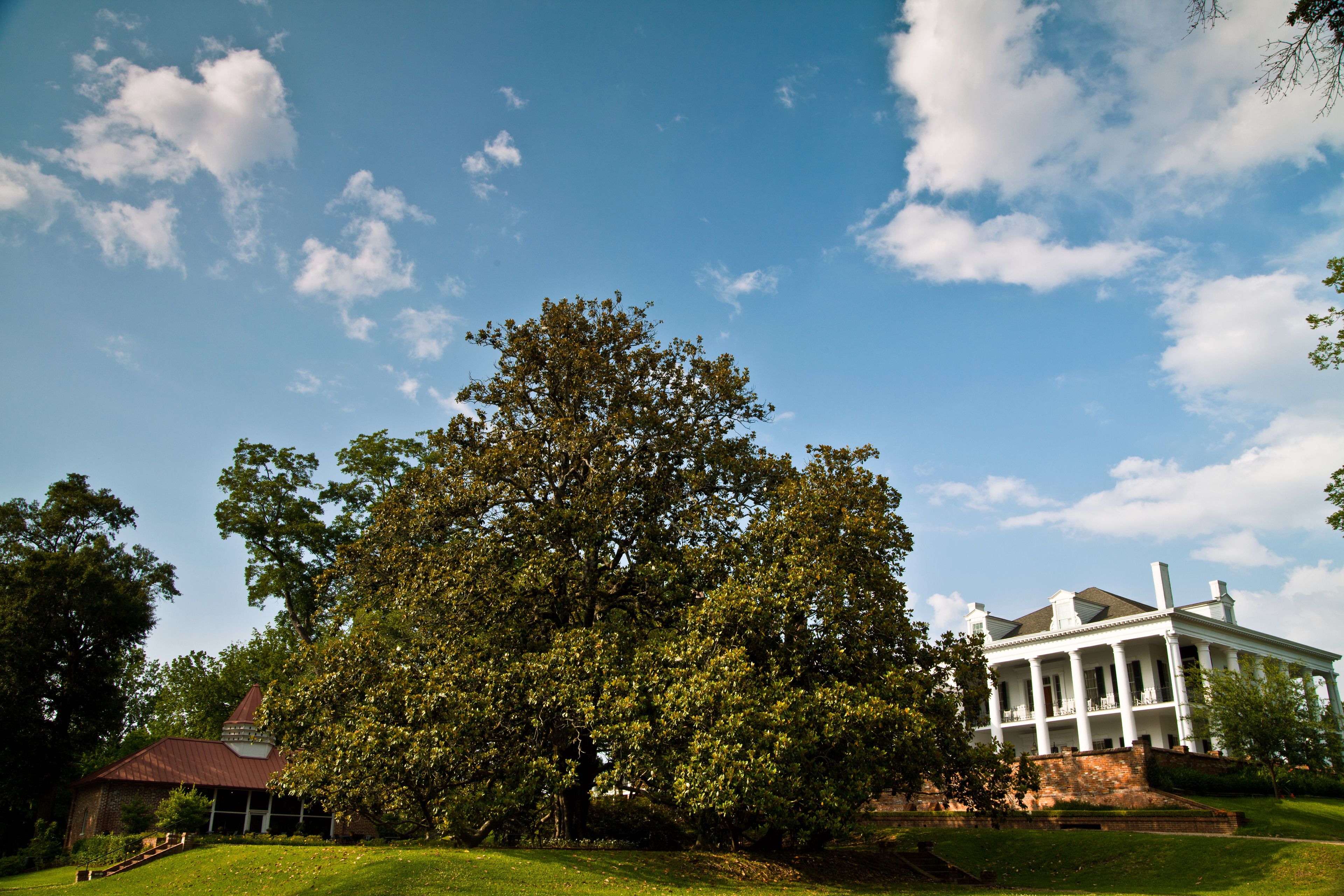 A large tree in front of a white building with columns.
