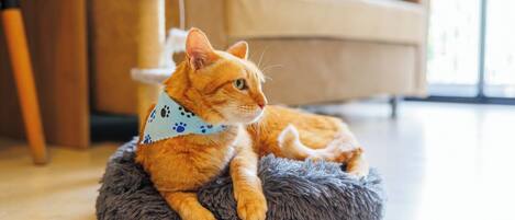 Un chat est allongé dans un lit douillet et moelleux, dans une pièce dotée d’un plancher en bois, d’un canapé et d’une fenêtre.