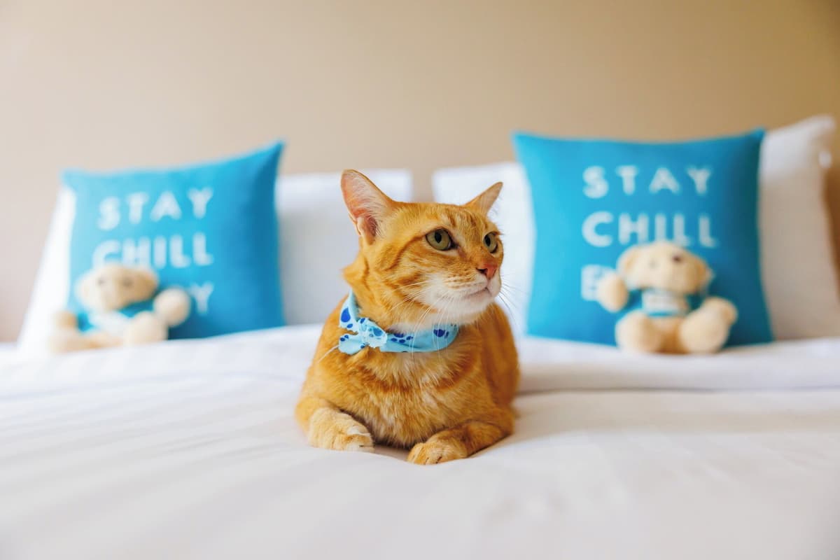 Pet-Friendly One Bedroom Suite | เครื่องนอนระดับพรีเมียม, มินิบาร์, ตู้นิรภัยในห้องพัก, โต๊ะทำงาน