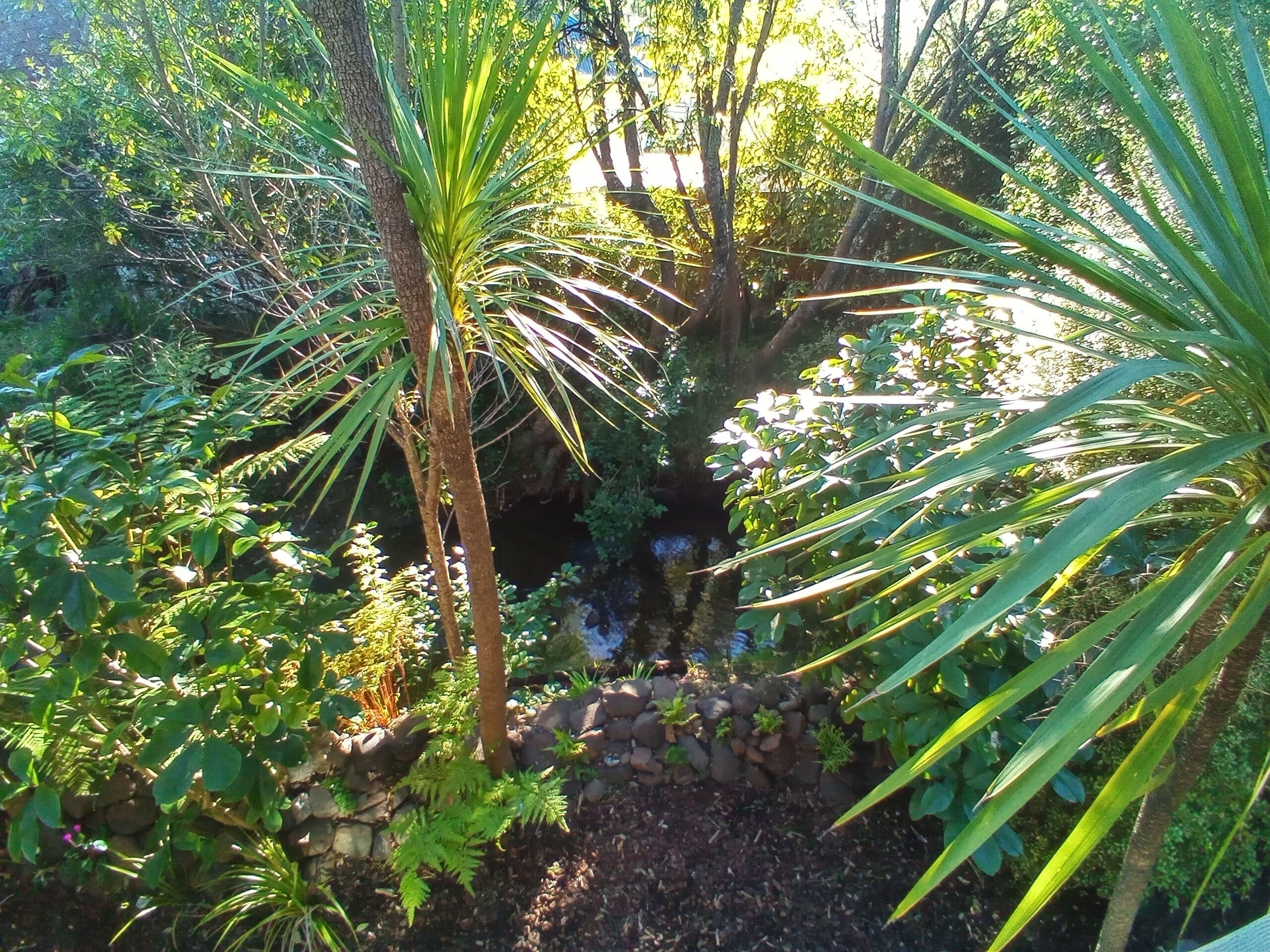 A lush garden with a variety of plants and a small waterfall.