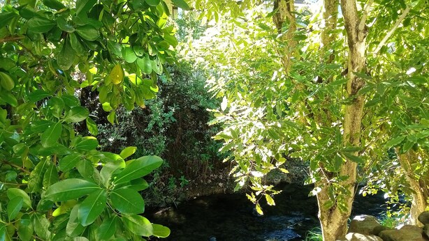 A serene garden with a small stream, lush greenery, and a stone wall. - La Rochelle Motel (Akaroa)