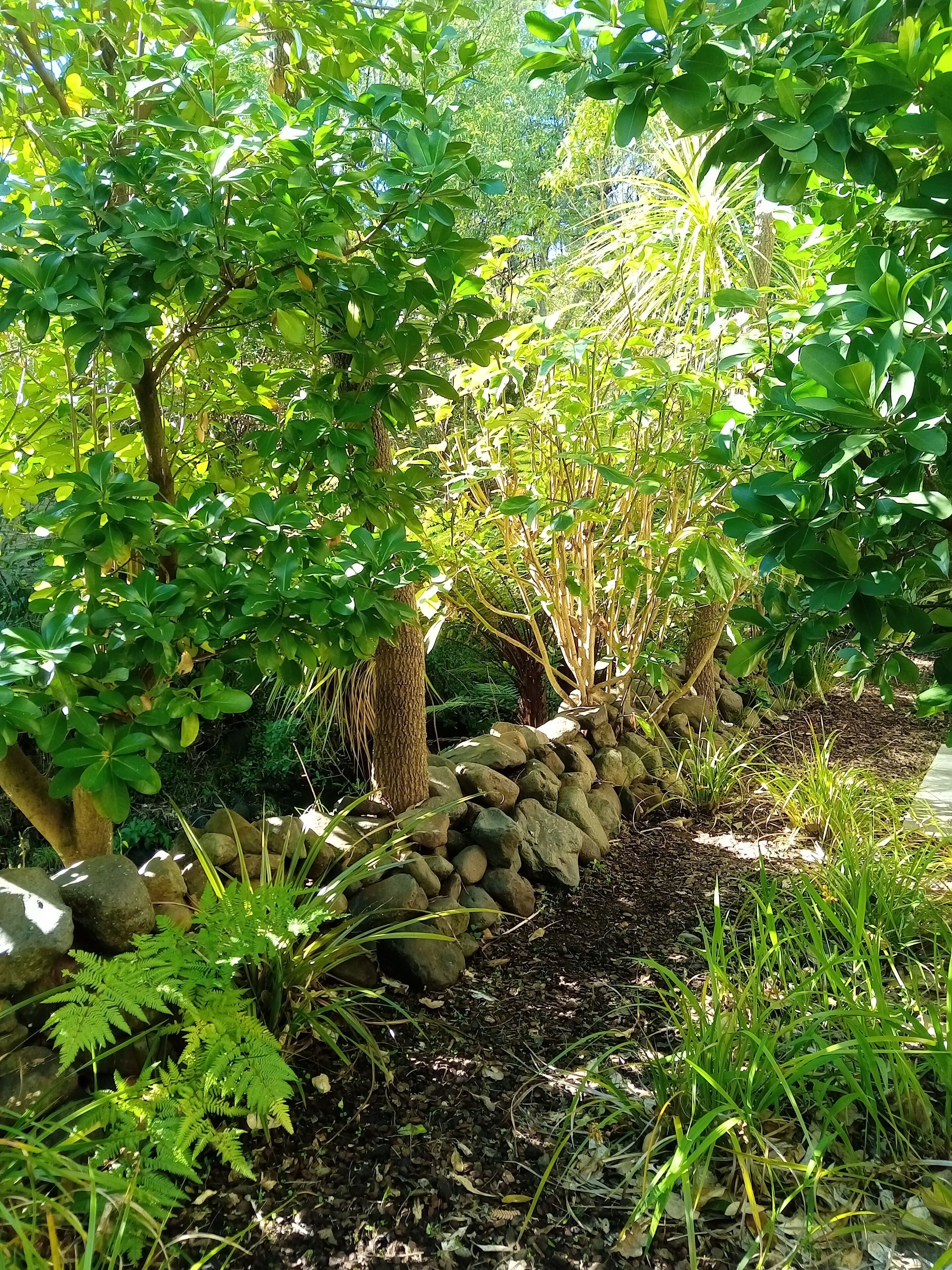 A garden with a stone wall, various plants, and trees.