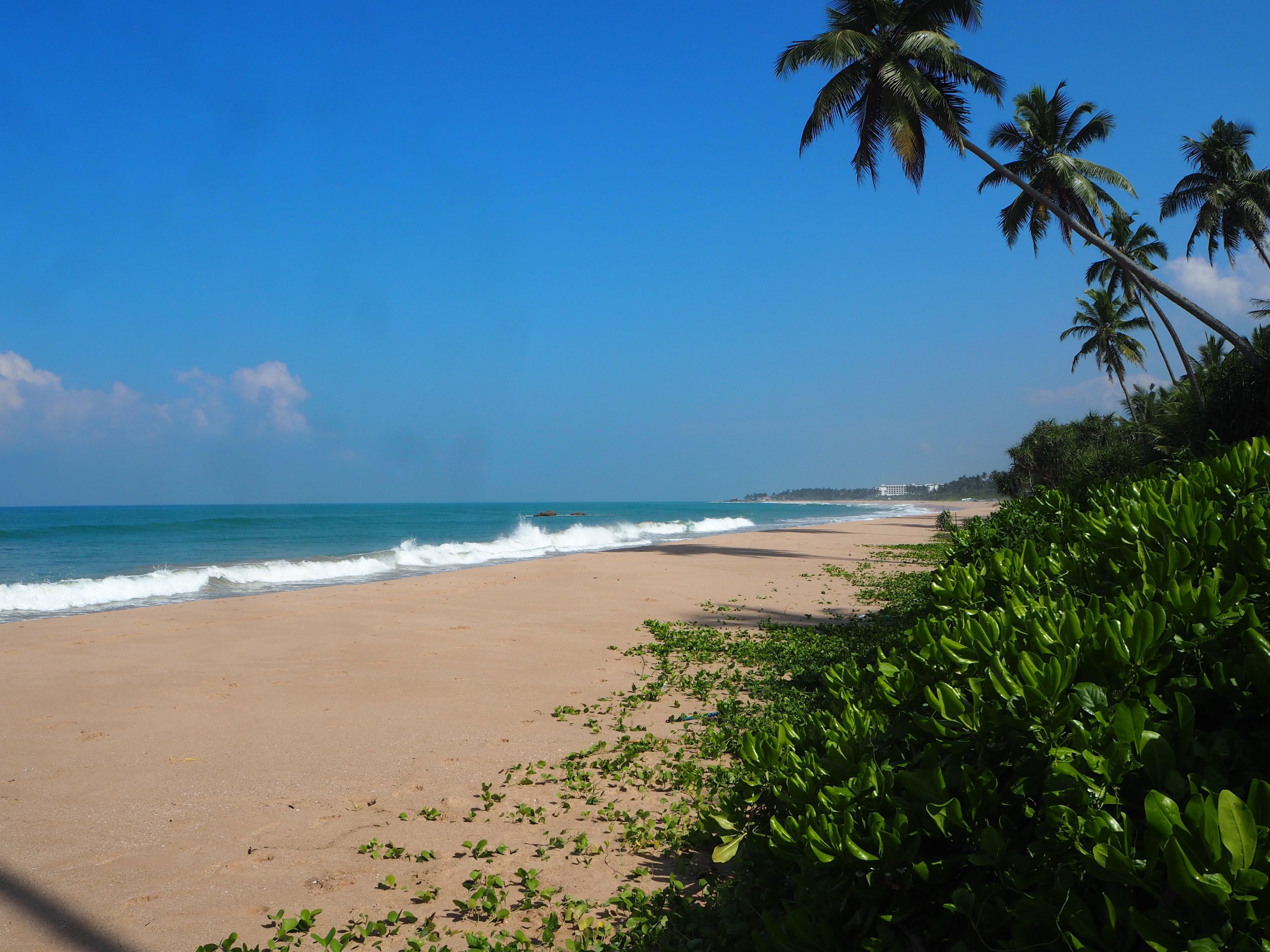 A beach with palm trees and ocean waves.