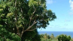 Un paisaje exuberante con un gran árbol en primer plano y vista al océano en el fondo.