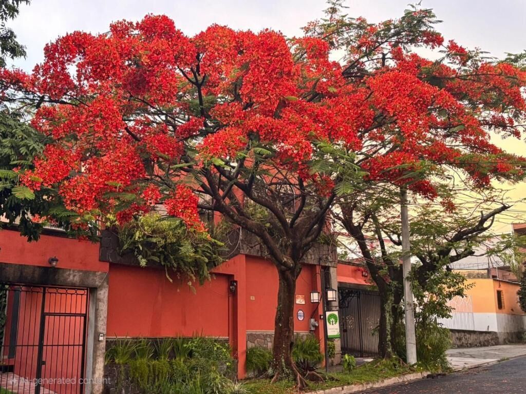 Photo - Arbol de Fuego Eco-hotel